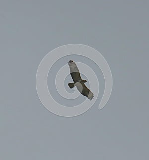 common buzzard in flight silhouette