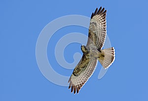 Common buzzard in flight under blue sky