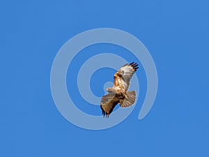 Common Buzzard flying against a blue sky