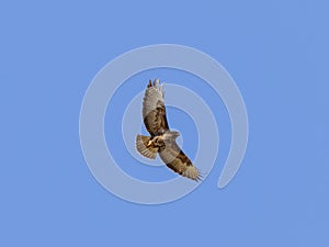 Common Buzzard flying against a clear blue sky