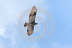 Common buzzard flying