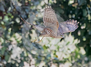 Common Buzzard flying in the meadow.