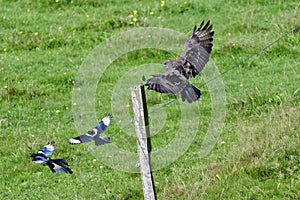 Common buzzard