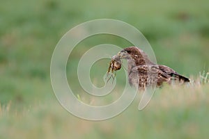 Common buzzard in the meadows