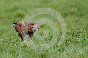 Common buzzard in the meadows