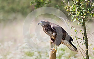 Common Buzzard perched on a wooden post in the meadow