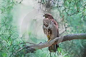Common buzzard on a pine branch