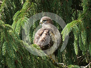 Common buzzard in pinetree photo