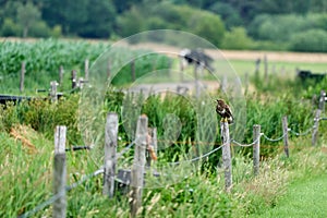 Common buzzard resting on a pole with fields in the background