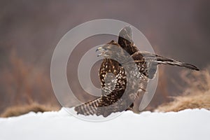 Common buzzard screeching on snow in winter nature