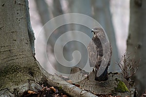 Common buzzard sitting on stump in forest in autumn