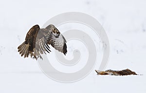 Common buzzard in the snow with dead fox