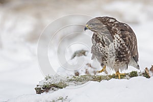 Common buzzard in snow