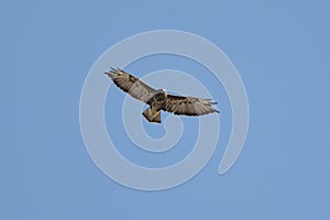 Common Buzzard Soaring In The Sky