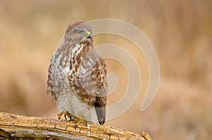 Common Buzzard - in spring near the nesting place