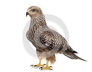 Common buzzard in studio