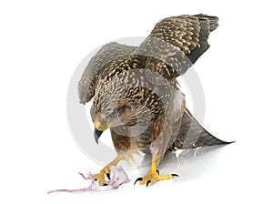 Common buzzard in studio