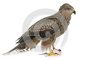Common buzzard in studio
