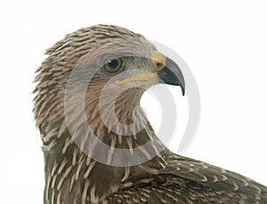 Common buzzard in studio