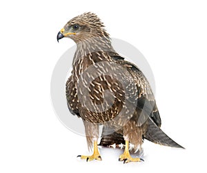 Common buzzard in studio