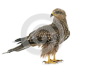 Common buzzard in studio