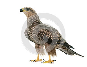 Common buzzard in studio