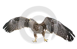 Common buzzard in studio
