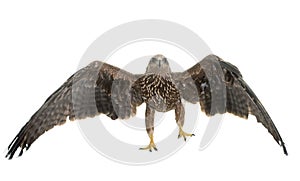 Common buzzard in studio