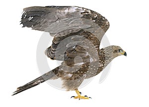 Common buzzard in studio