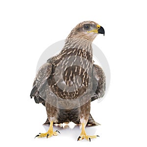 Common buzzard in studio