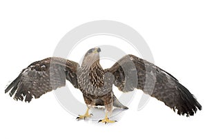 Common buzzard in studio