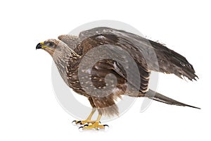 Common buzzard in studio