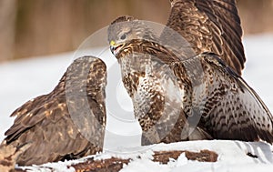 Common Buzzard - two birds in early spring