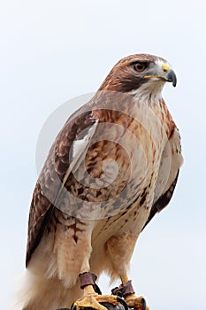 Common buzzard wild bird