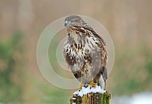 Common buzzard in winter