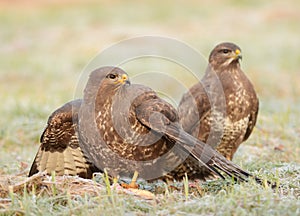 Common buzzards