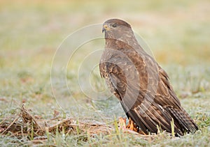 Common buzzards