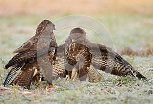 Common buzzards