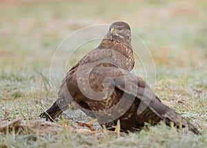 Common buzzards