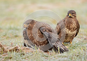 Common buzzards