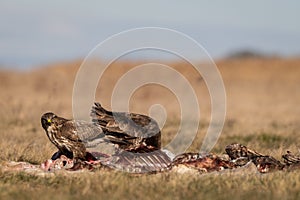 Common buzzards eating meat