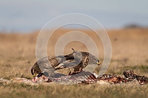 Common buzzards eating meat