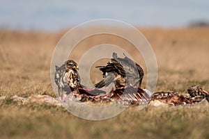 Common buzzards eating meat