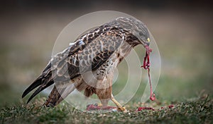 Common Buzzards Feeding photo