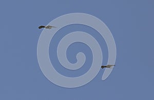 Common buzzards in flight
