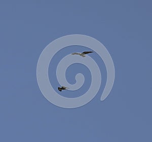 Common buzzards in flight