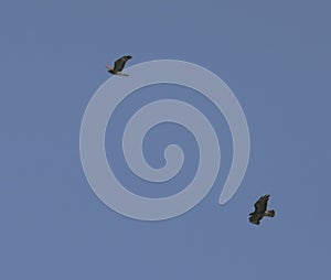 Common buzzards in flight