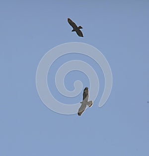Common buzzards in flight