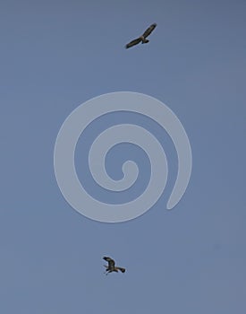 Common buzzards in flight