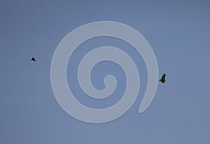 Common buzzards in flight
